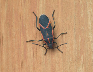 black bug with red stripes on wings box elder