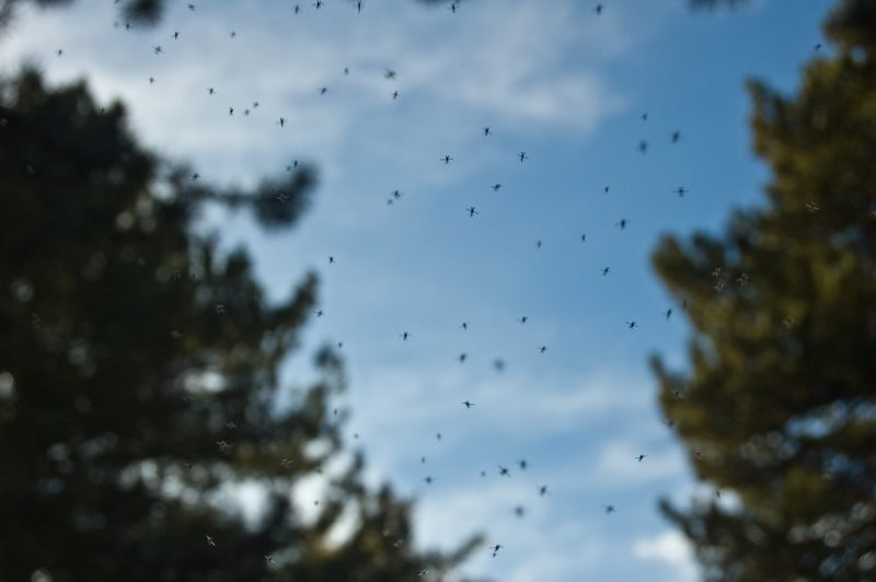 How To Get Rid No-See-Ums & Other Biting Flies in Colorado