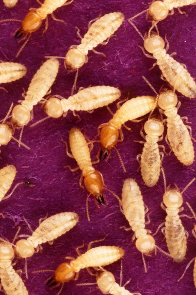 Subterranean Termites & How To Keep Them Out Of Your Home