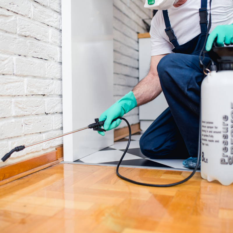 Things to Consider when Hiring a Pest Control Professional ...